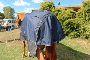 Horse rugs australia