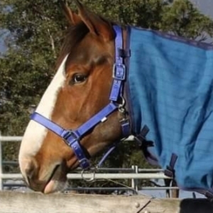 horse rug accessories australia
