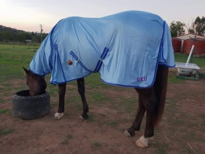 horse eating wearing horse rug mesh combo