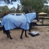 Horse wearing mesh horse rug combo