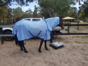 Horse wearing mesh horse rug combo