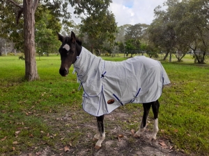 Horse in field wearing horse rug