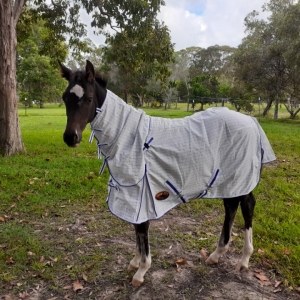 Horse in field wearing horse rug