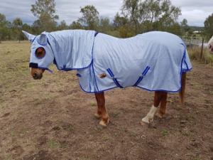 customers horse wearing 430 gsm uv treated airmesh hooded combo